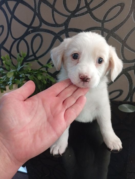 Щенки Спаниель+Джек Рассел терьер