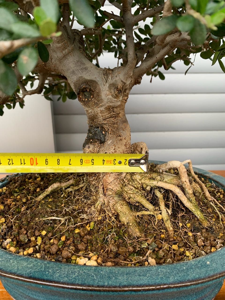 Bonsai Oliveira Silvestre