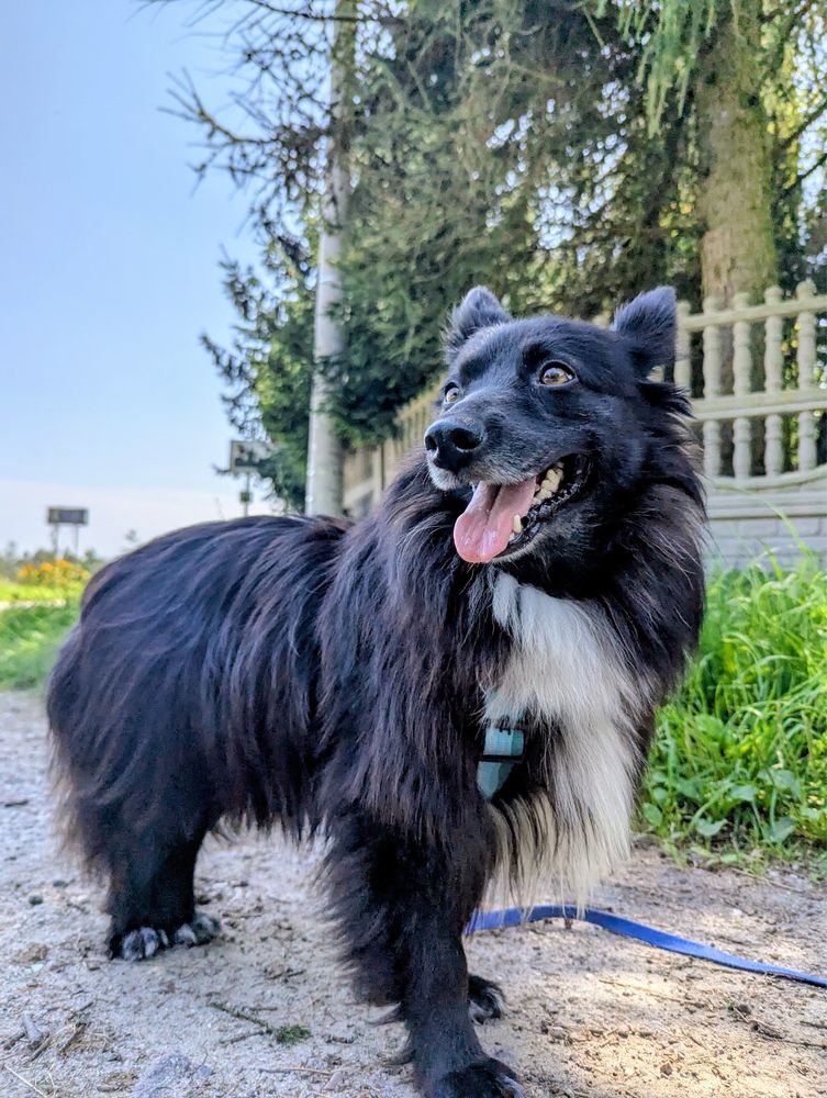 Alfa – miniaturowa piękność jak fiński lapphund