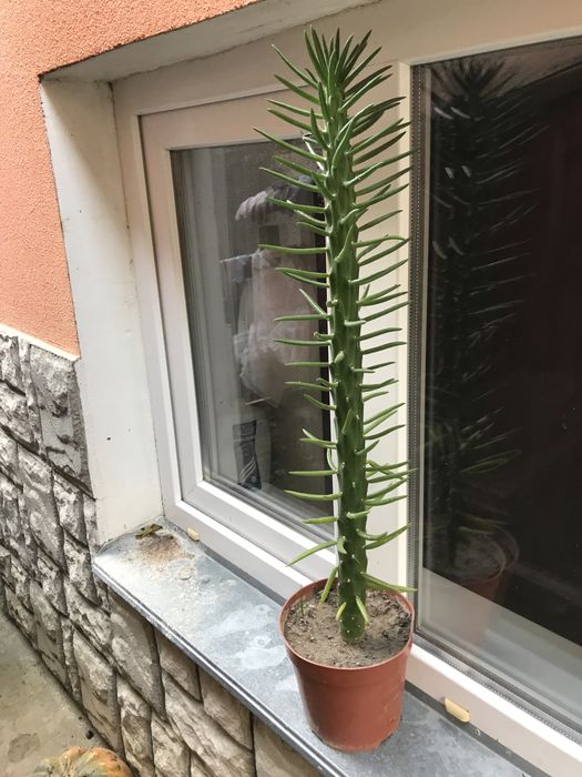 Еґзотичний кактус.Опунція  циліндрична.