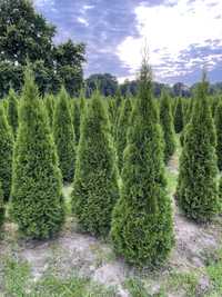 Tuja Thuja Żywotnik „Szmaragd” ok. 220-230 cm Szkółka WROCŁAW