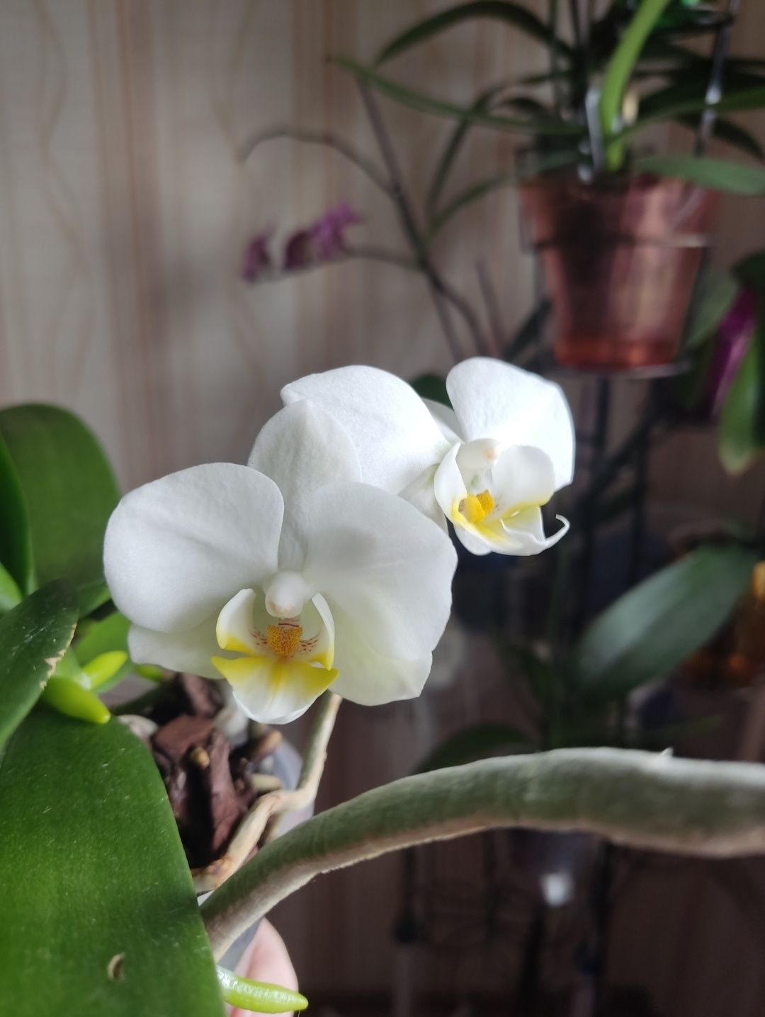 Орхідея біла мультифлора
