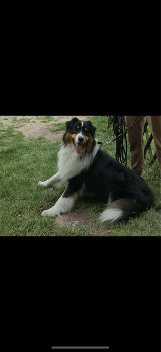 Owczarek Australisjki Szuka Domu.