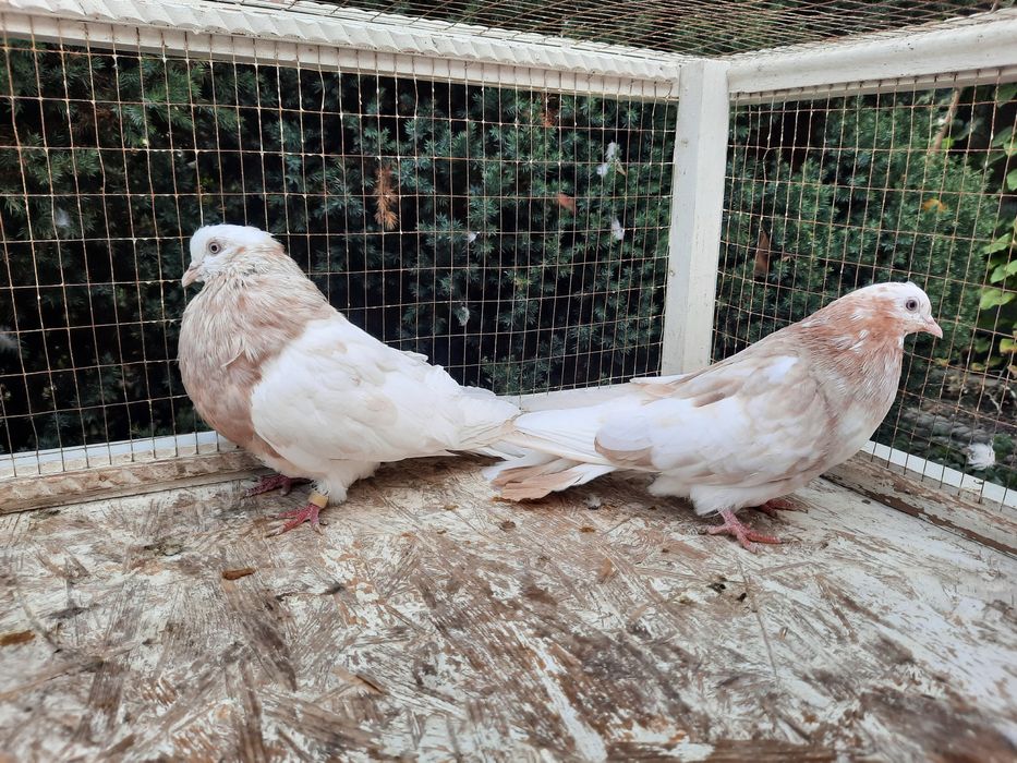 Продам домашню птицю.