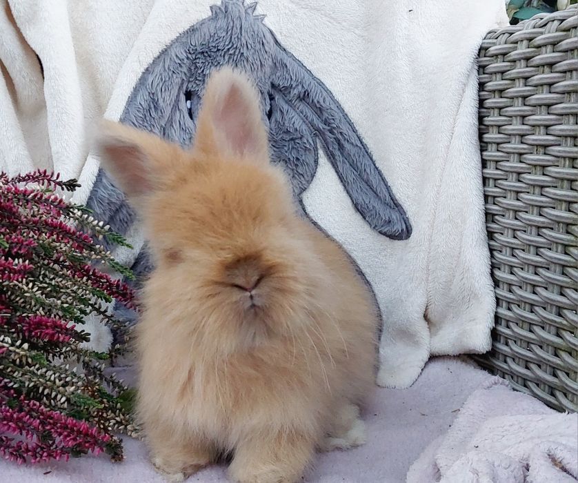 Angora angielska królik ozdobny York