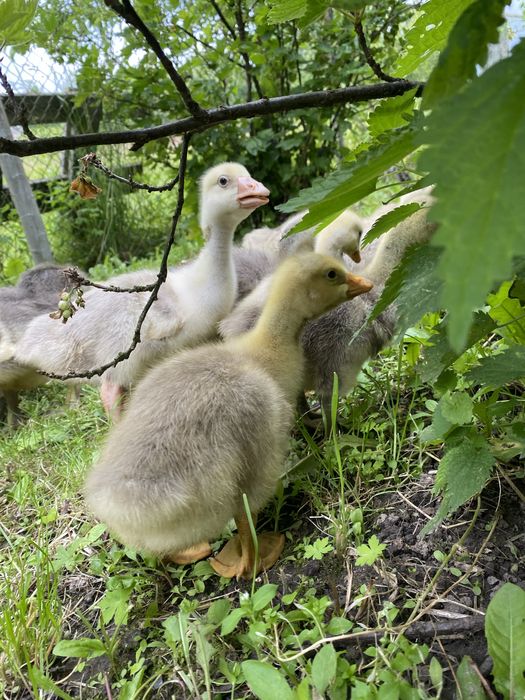 Продам гусенят породи Холмогор