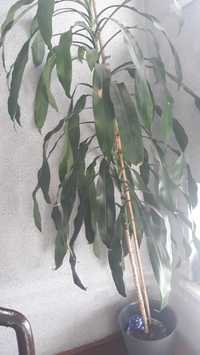 Wysoka juka/dracena