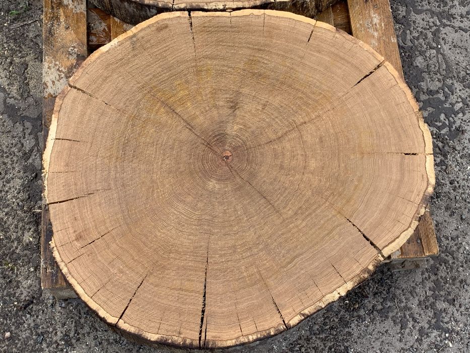 Plastry dębowe 100cm krążki na stolik kawowy żywice