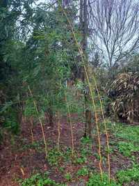 Bambus złotobruzdowy, pseudosasa japonica, fargezja, grab