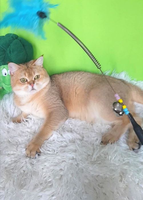КОТИК ДЛЯ РОДИНИ золота шиншилла, 1 рік