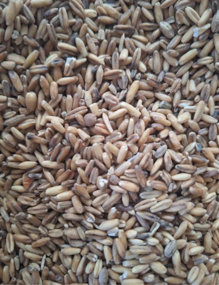 Owies bezluskowy 15 kg marchewa suszona 4 kg