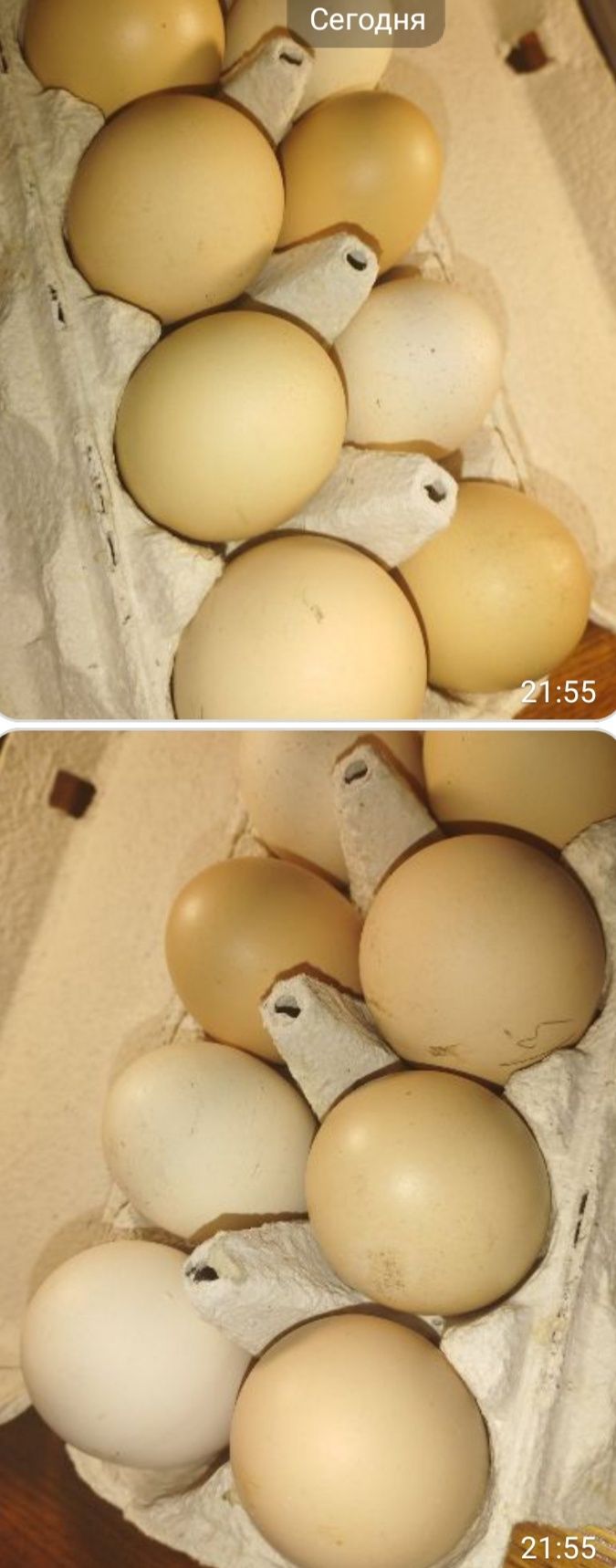 Кури юрловські голосисті. Інкубаційне яйце