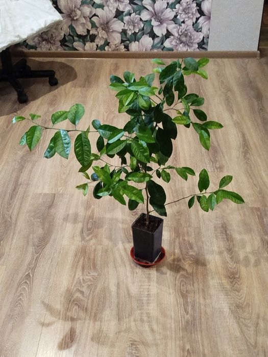 Лимон Контонський