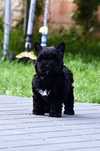Czarny piesek Yorkshire Terrier/York !!!