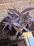 Trzykrotka purpurowa tradescantia pallida