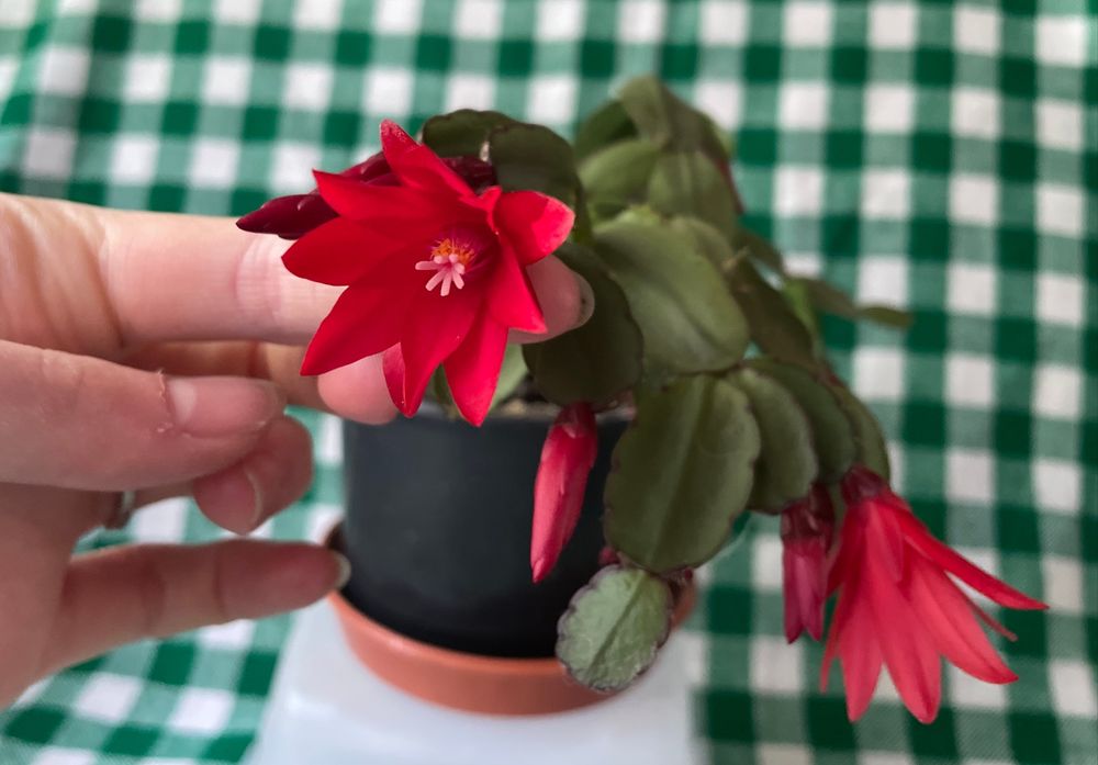 Продам рождественник (шлюмбергера)