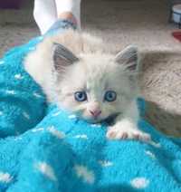 Kot półperski niebieskooki