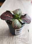 Fitonia Mosaic Mistral