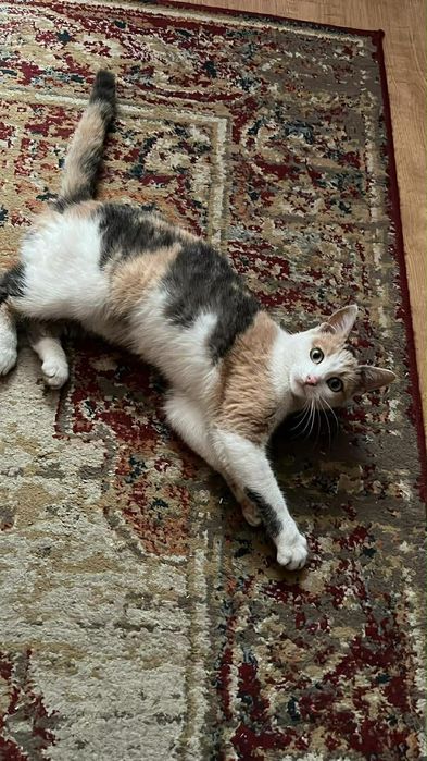 Śliczna kotka szuka domu