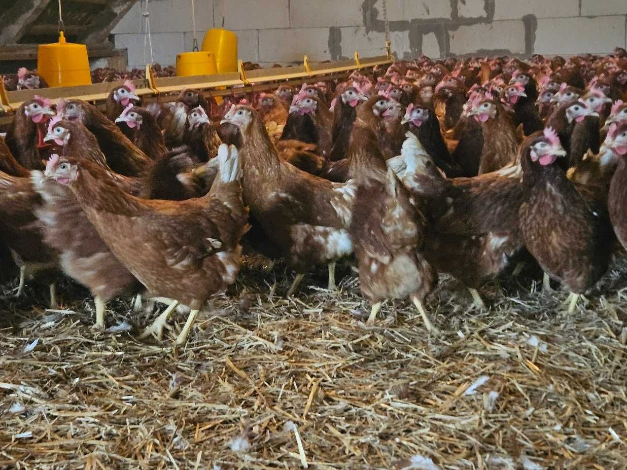 Kurka nioska Tetra tintet z jajkiem dostawa Gratis