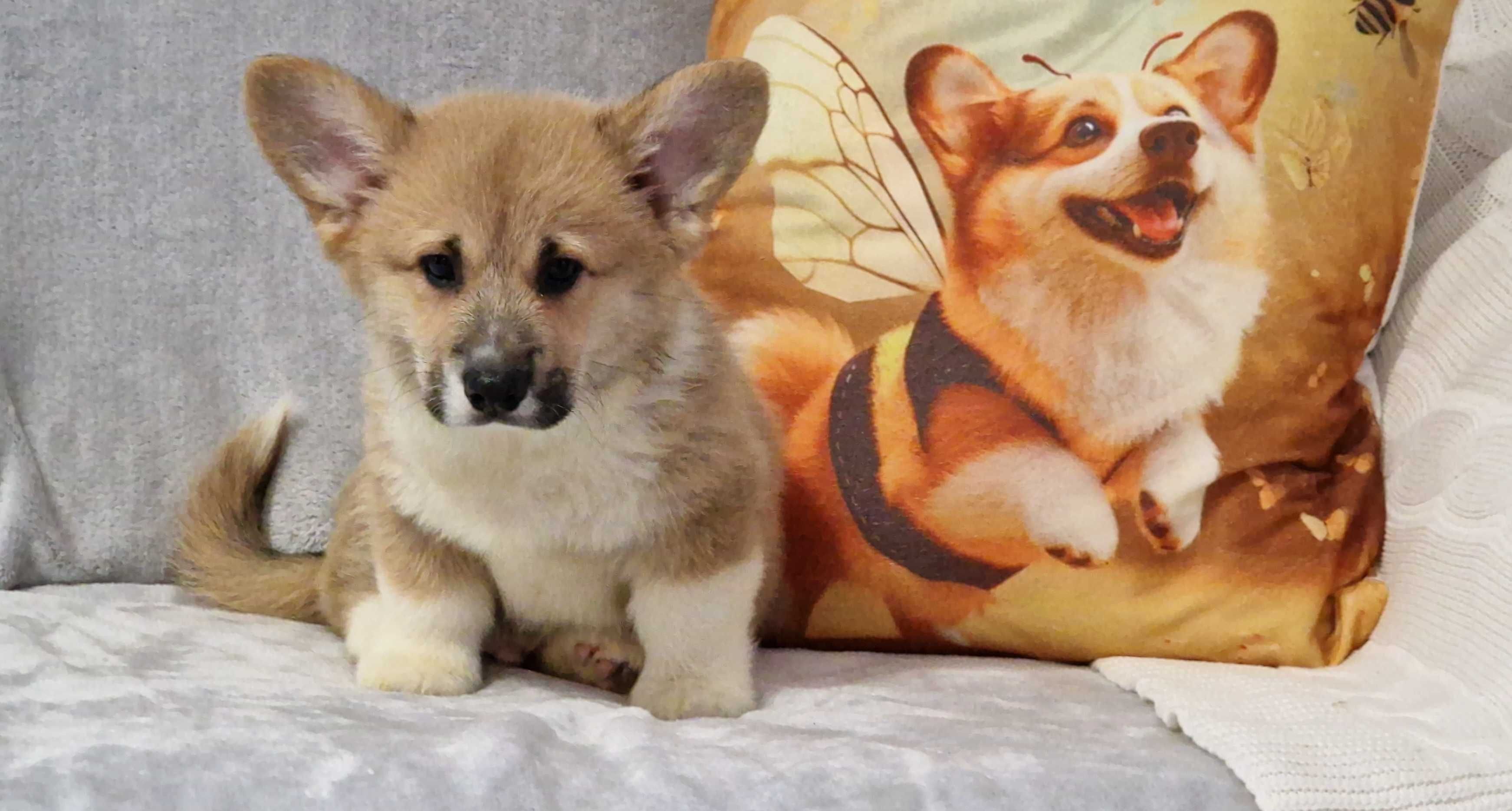 Welsh Corgi Pembroke, piesek z długim ogonkiem