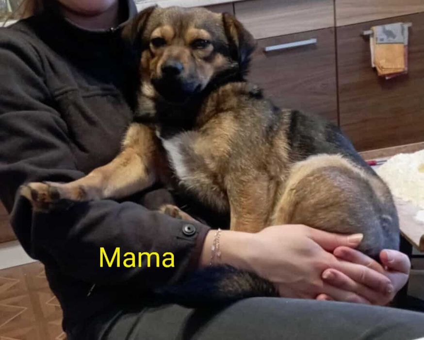 Dwa szczeniaki, pieski, pies, suczka