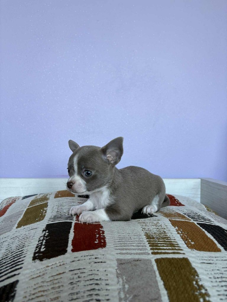 Chihuahua piesek
