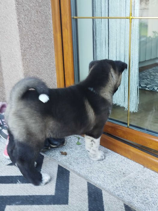 Akita amerykańska FCI