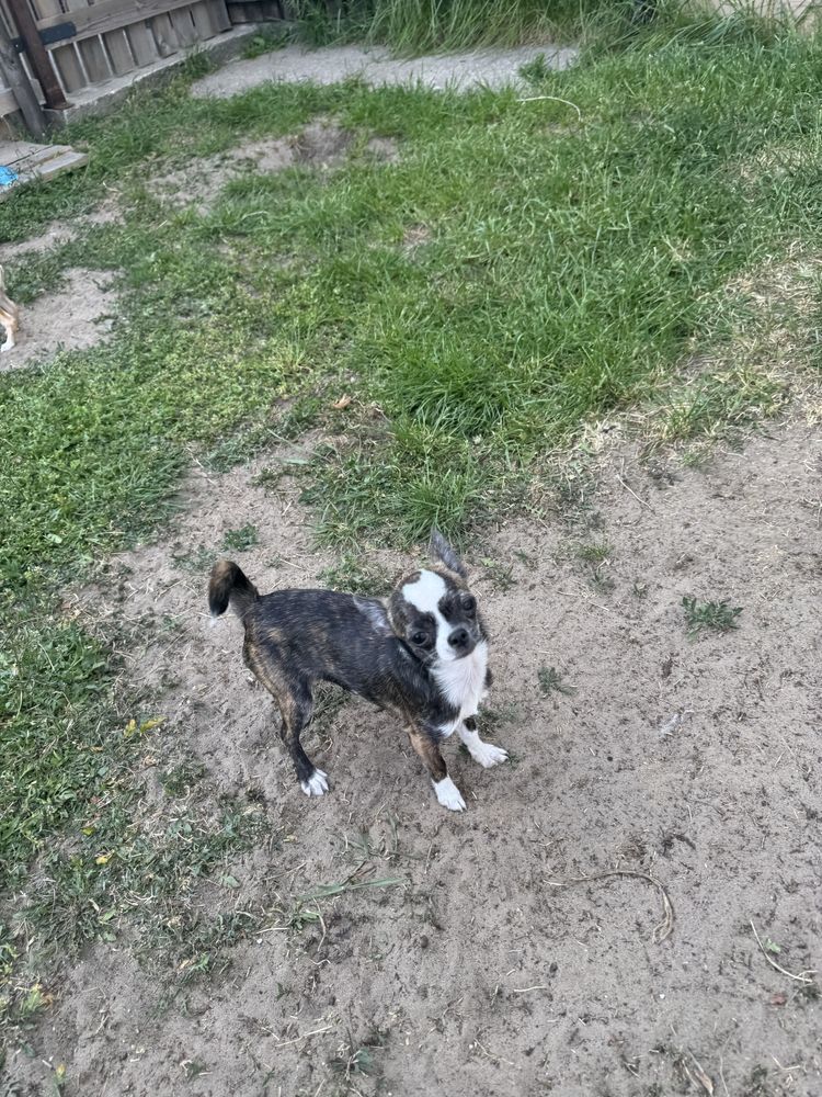 Suczka Chihiuahua Mini ZKwP (FCI)