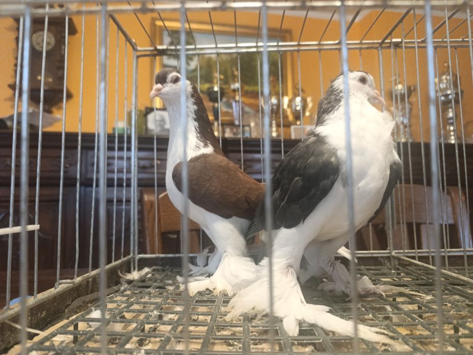 Lahor, lahory, gołębie ozdobne, wysyłam