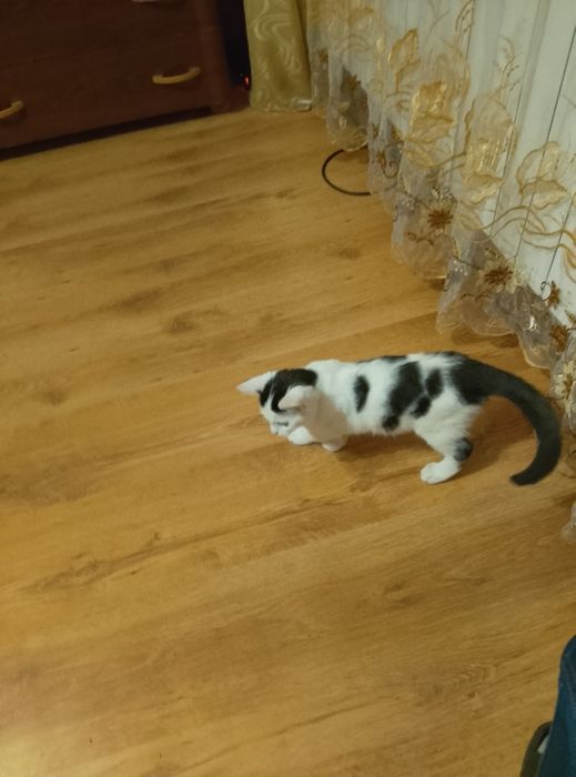 Mały kotek szuka domu