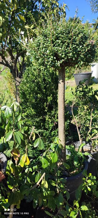 Plantas variadas