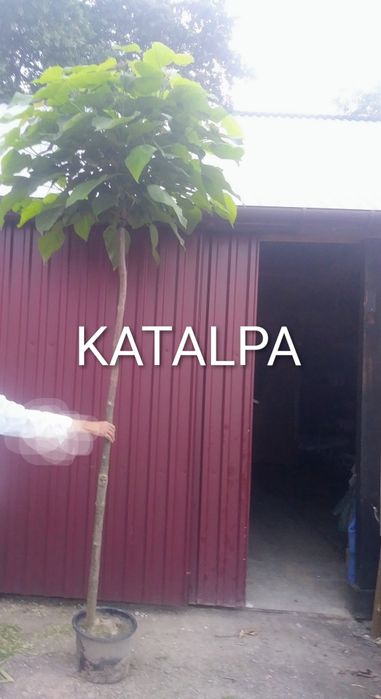 Katalpa_platan_klon globosum_purple globe_brzoza youngi_wiaz_buk_grab