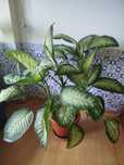 Plantas naturais