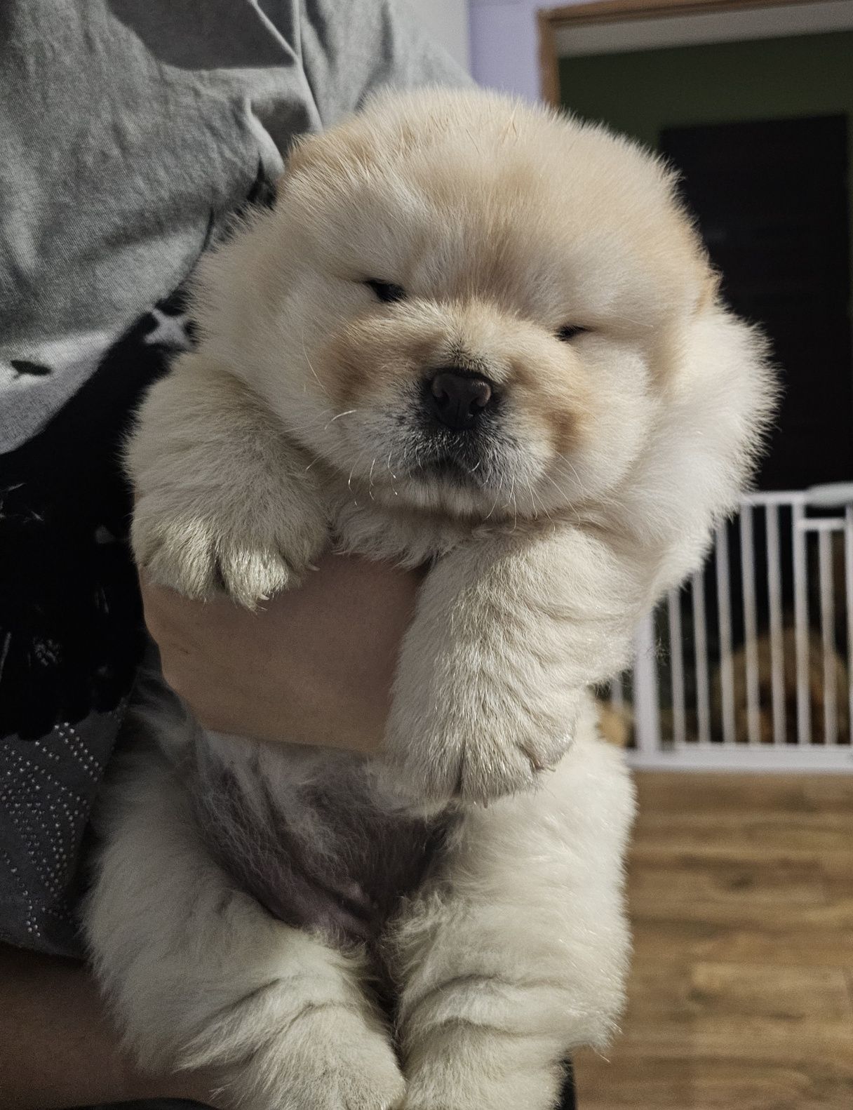 Dostępna suczka chow chow