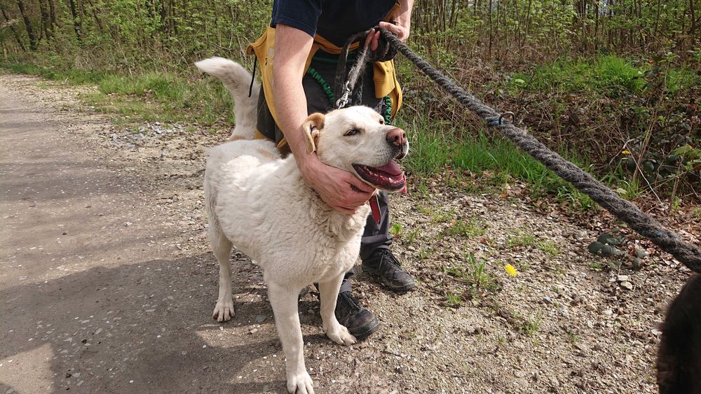 Sunia w typie labradora szuka domu na zawsze!