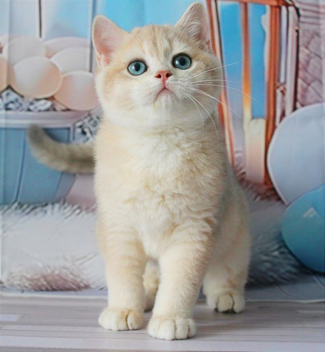 Британський красень- яскраве голубе золото чекає вас