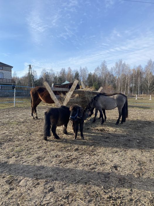 Kuc z paszportem sprzedaż / zamiana