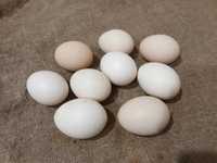 Яйца куриные домашние, яйця курячі домашні