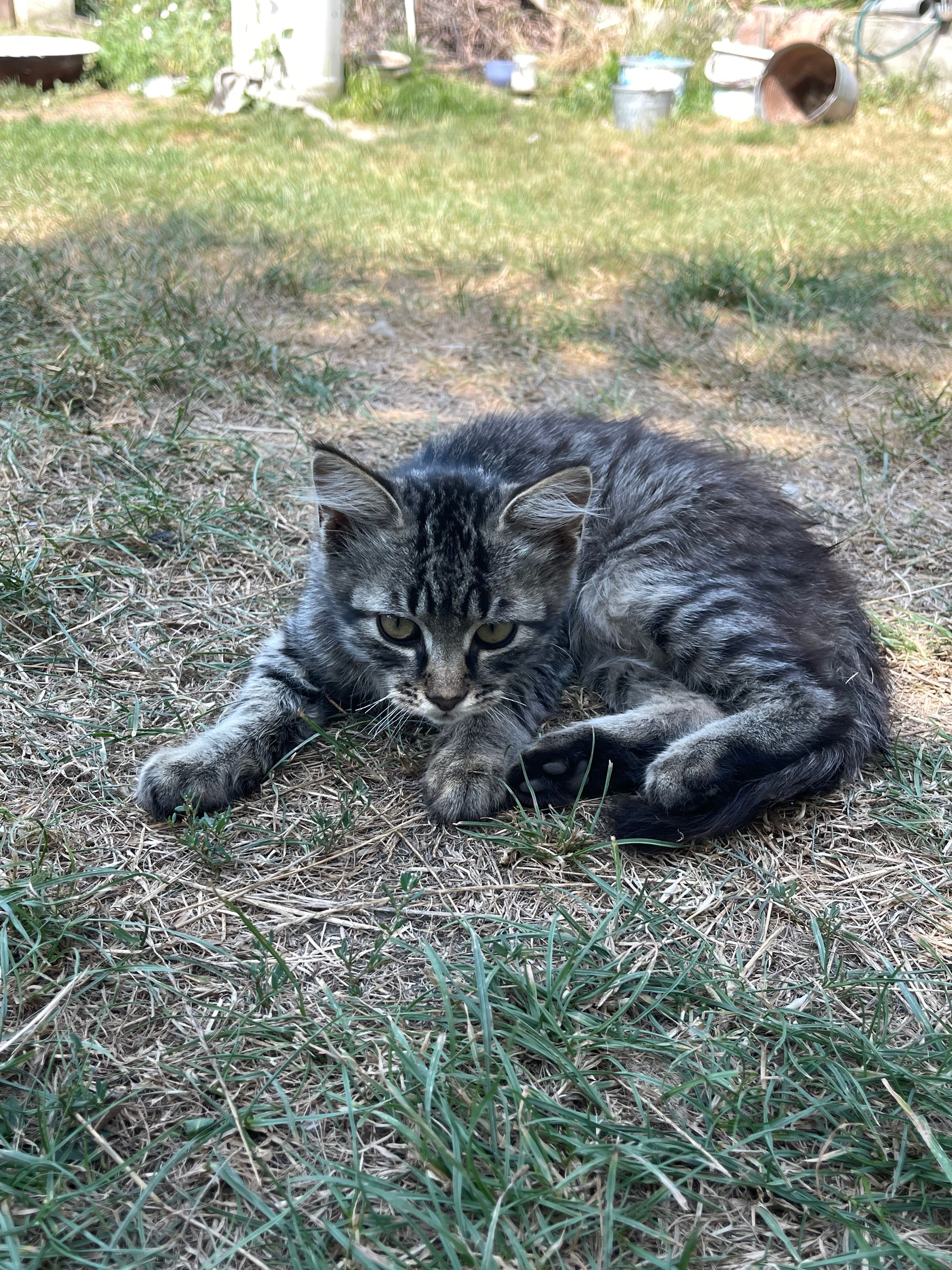 Кошенята, котики, біле кошеня, пухнасте, риже кошеня