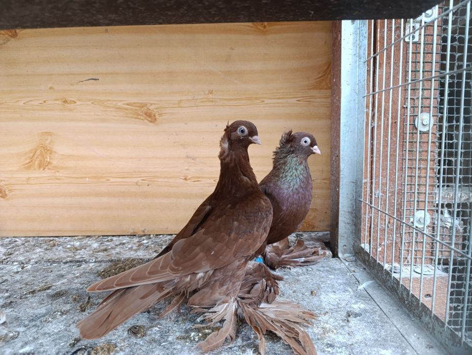 Gołębie wywrotki wschodniopruski