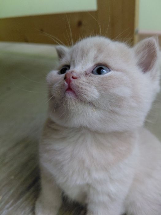 Kocurek brytyjski kremowyFPL