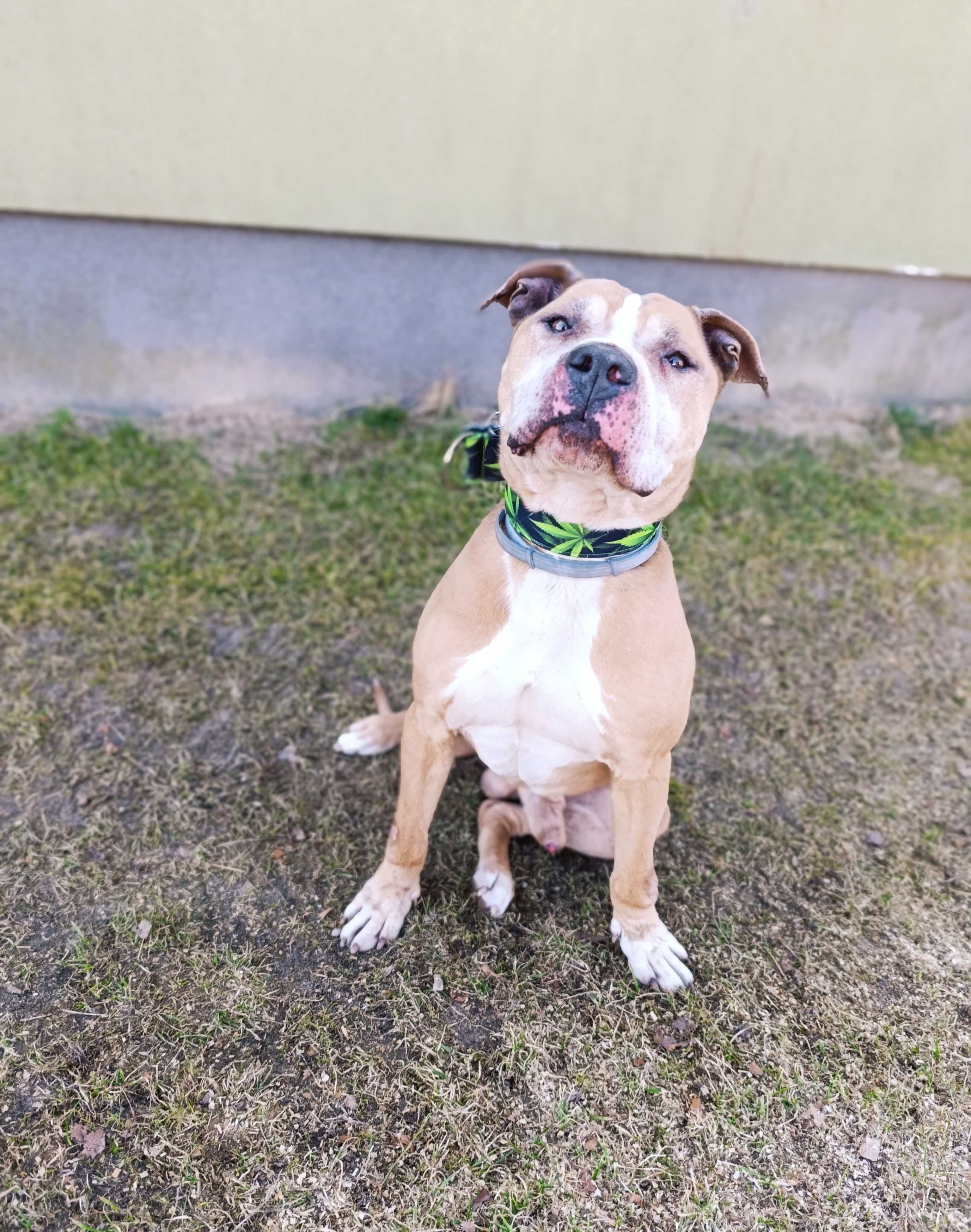 Amstaff do adopcji