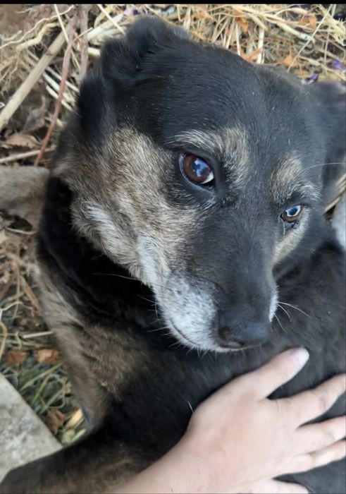 Собачка ищет дом и семью