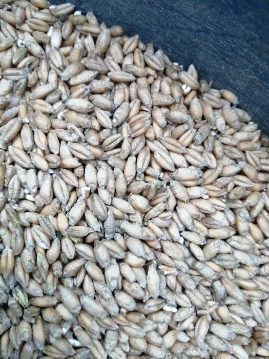 Pszenżyto, żyto zboże