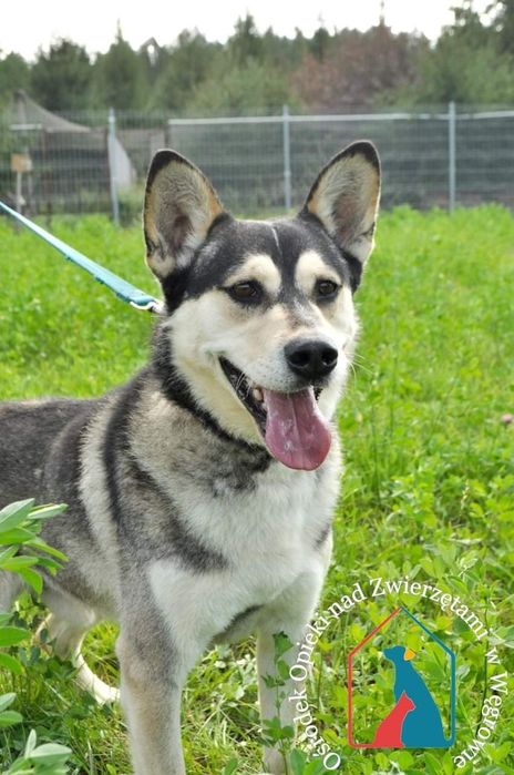 Axel 169/21 - SZUKA DOMU!