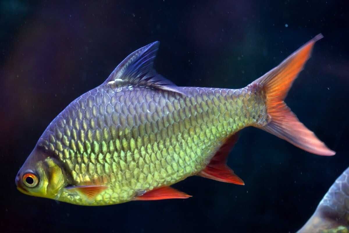 Brzanka Schwanenfelda - wielka - Barbonymus schwanefeldii - DOWOZIMY