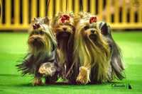Yorkshire terrier (York) - PRAWDZIWY RODOWÓD  ZKwP (FCI)