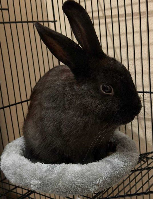 Віддам кролика в добрі руки разом із кліткою