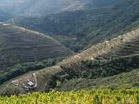 Quinta no Douro - margem rio Távora